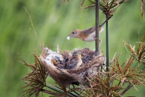 PGE – Pre-con working during bird nesting season