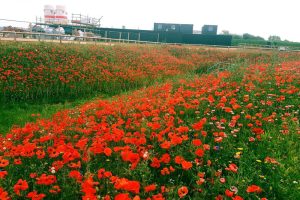 Supreme Award-Winning site Wildlife Pond Project