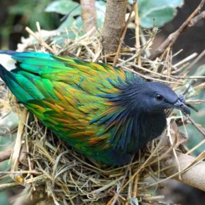 Bird nesting season is approaching – are you ready?